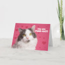 Recherche de valentine de chat Animal