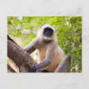 Zoek naar jungle briefkaarten India