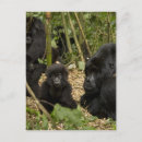 Recherche de gorille de montagne cartes postales Espèce