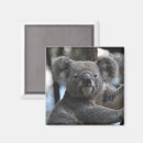 Recherche de marsupiaux magnets Marsupial
