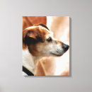 Recherche de jack russel toiles Pour tous