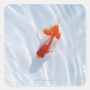 Recherche de poisson rouge autocollants Blanc