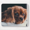 Recherche de cavalier king charles spaniel tapis souris Amoureux des chiens