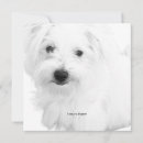 Recherche de maltais invitations Chiot