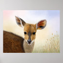 Zoek naar antilope posters Safari