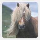 Recherche de poney de shetland autocollants Cheval