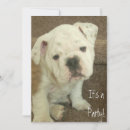 Recherche de english invitations Chiot