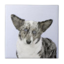Recherche de merle carreaux Bleu