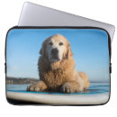Recherche de golden retriever Plage