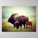 Recherche de buffle posters Amérindien