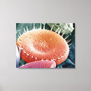 Recherche de diatom posters Algues