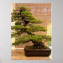 Recherche de bonsaï posters Nature