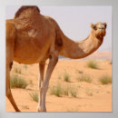 Recherche de camel posters Photo de chameau