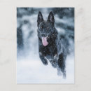 Recherche de berger allemand noir cartes postales Dog