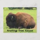 Recherche de buffle indien posters Nature
