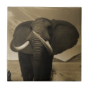 Zoek naar kracht tegels Natuur