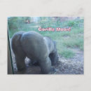 Zoek naar gorilla briefkaarten Humor