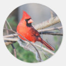 Zoek naar profielen stickers Vogel