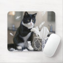 Recherche de minou noir tapis souris Chaton