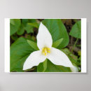 Recherche de pureté posters Floral
