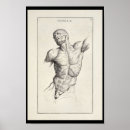 Zoek naar borsten kunst Anatomie