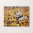 Recherche de labrador puzzles Dog