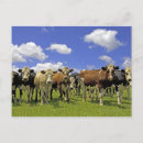Recherche de troupeau cartes postales Vache