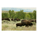 Recherche de bison de buffle posters Wyoming