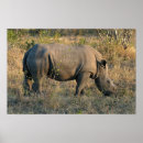 Recherche de rhinocéros blanc posters Corne