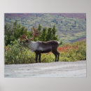 Recherche de caribou posters Nature