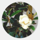 Recherche de fleurs de magnolia autocollants Sud