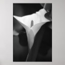 Recherche de de zantedeschia posters Lis
