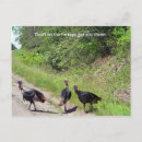 Recherche de dinde sauvage cartes postales Turquie