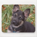 Recherche de chiot berger allemand tapis souris Chien