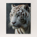 Recherche de tigre blanc puzzles Jigsaw