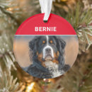 Recherche de berner ornamente Pour animaux