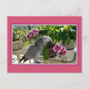 Recherche de orchids cartes postales Oiseau