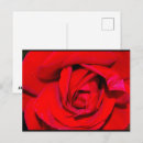 Zoek naar rode roos briefkaarten Rozen