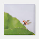 Recherche de brouillé magnets Animaux