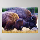 Recherche de bison américain posters Animaux