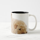 Recherche de shar pei tasses Animaux domestiques