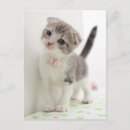 Recherche de scottish cartes postales Animaux