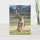 Zoek naar jachtluipaard kaarten Dier