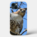 Recherche de faucon coques Faucon à queue rouge