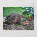 Recherche de hérisson drôle cartes postales Jouer