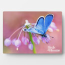 Recherche de papillons plaques Jardinage