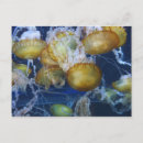 Recherche de méduses cartes postales Aquarium