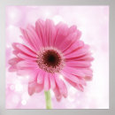 Recherche de gerber rose art Gerbera