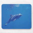 Recherche de quintana tapis souris Mer