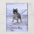 Recherche de akita cartes postales Animal